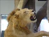Museo de Vida Silvestre - SAN JUAN